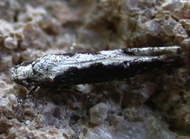 Coleotechnites quercivorella